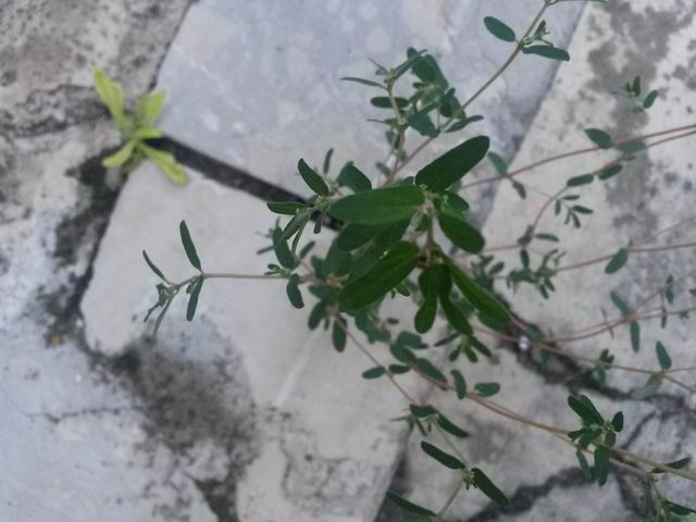 Chamaesyce maculata